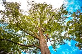 Best Commercial Tree Services  in Central Islip, NY