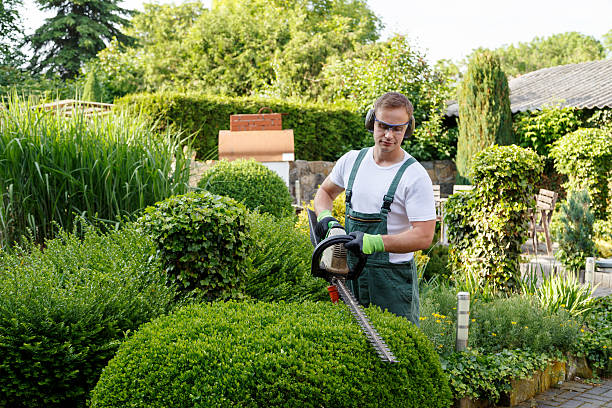 Best Lawn Disease Treatment  in Central Islip, NY